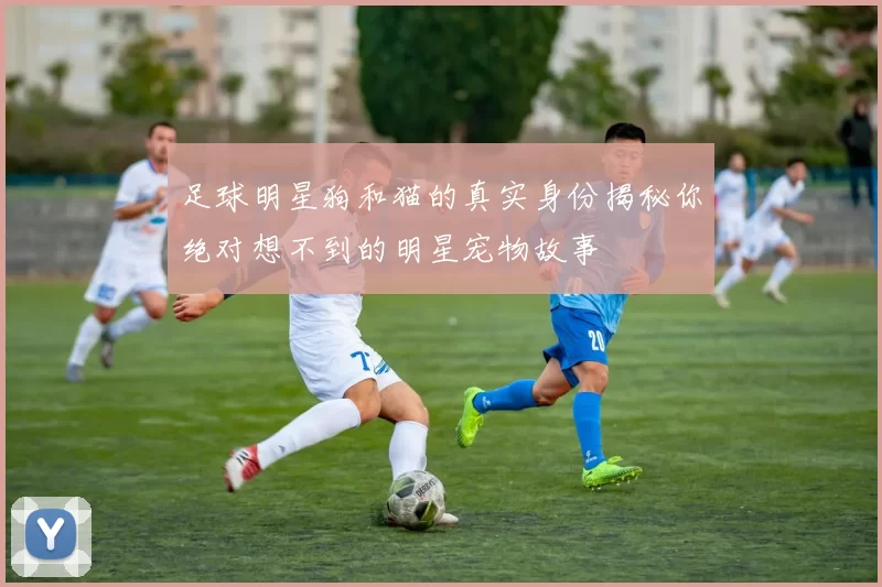 足球明星狗和猫的真实身份揭秘你绝对想不到的明星宠物故事